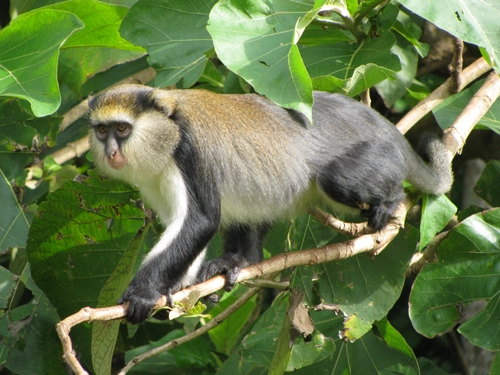 The Fiema Monkey Santuary Story