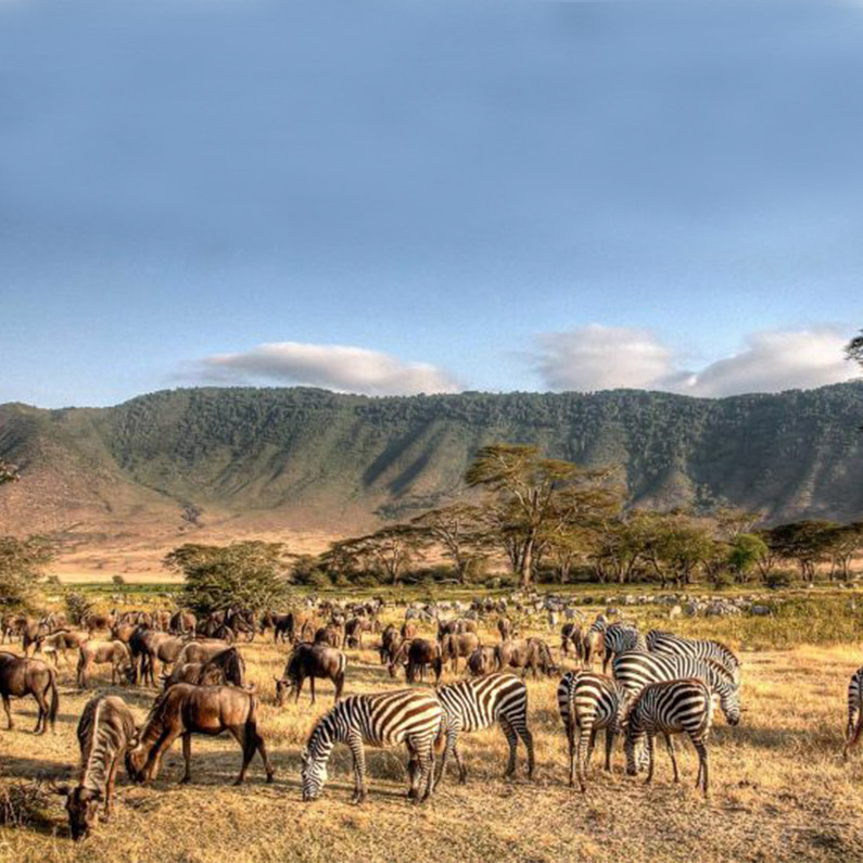 Wildife Safari-2Wildife Safa