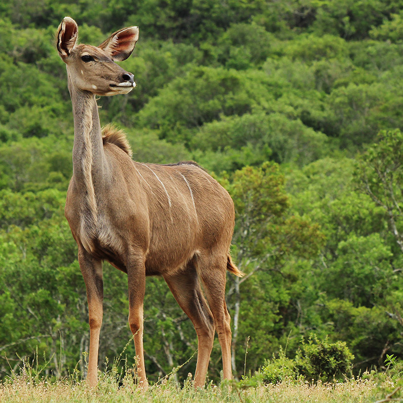 Wildife Safari-3Wildife Safa