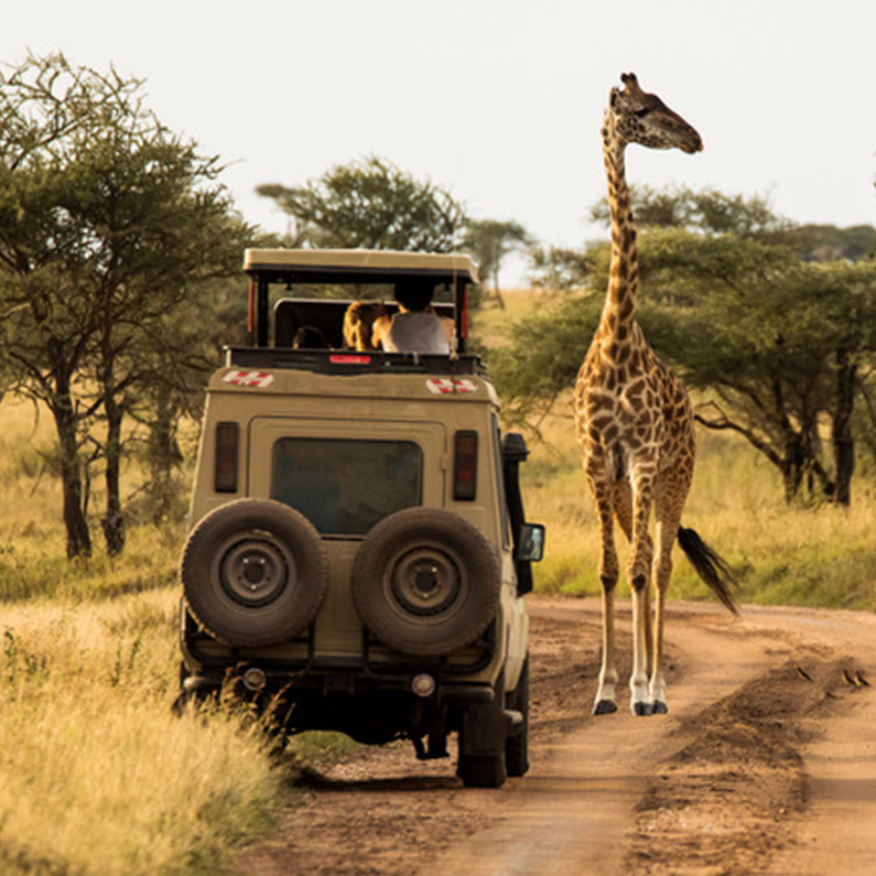 Wildife Safari-4Wildife Safa