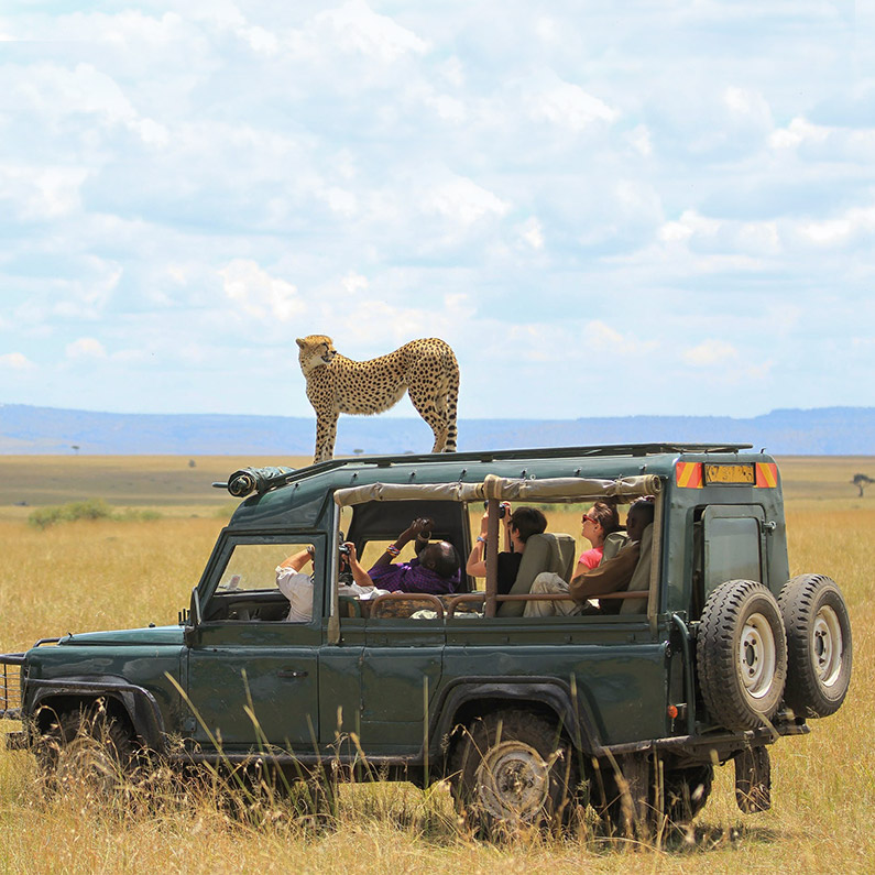 Wildife SafariWildife Safa