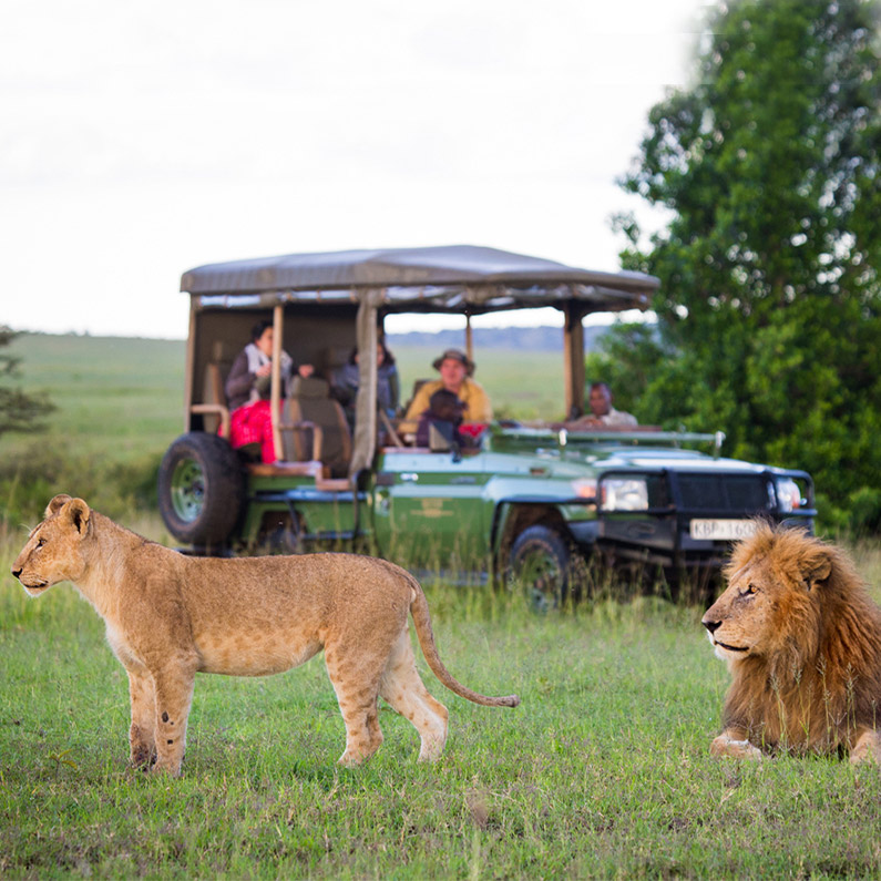 Wildife SariWildife Safa