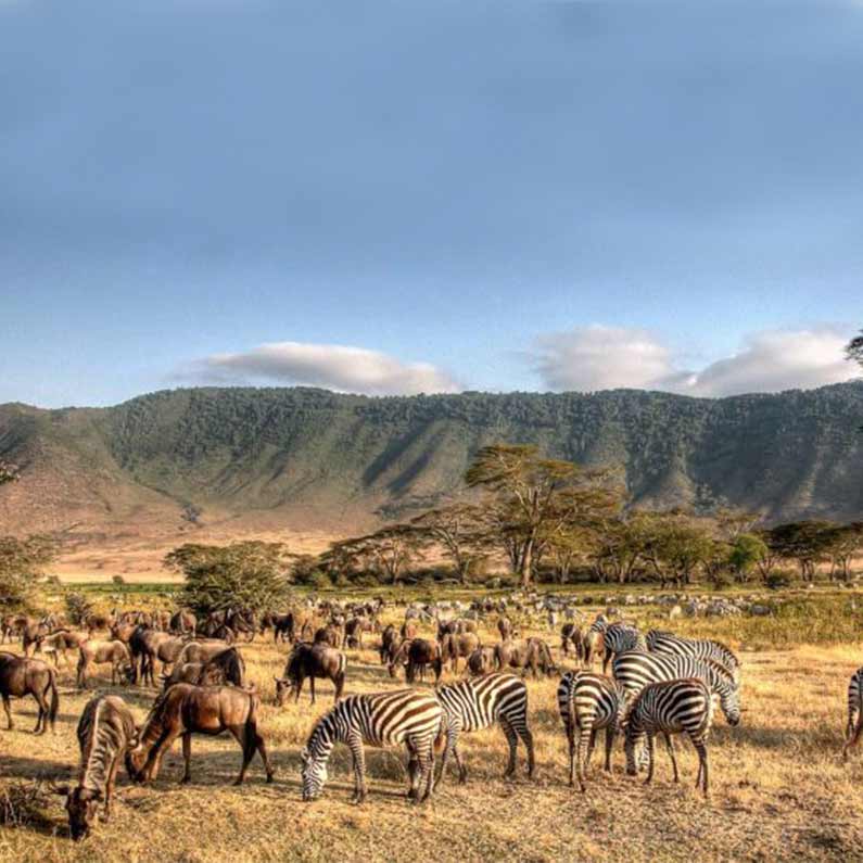 Wildife Safari-2Trip Point