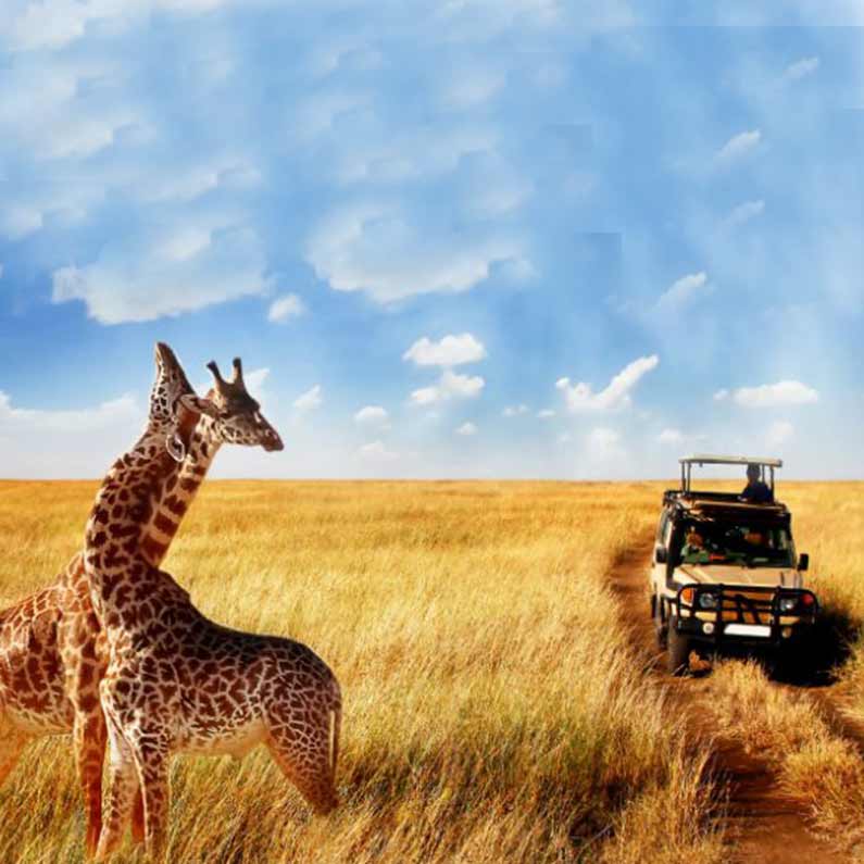 Wildife Safari-5Trip Point