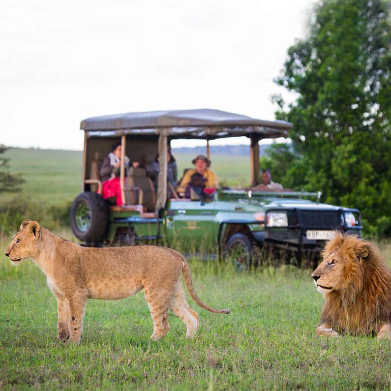 Wildife SariTrip Point