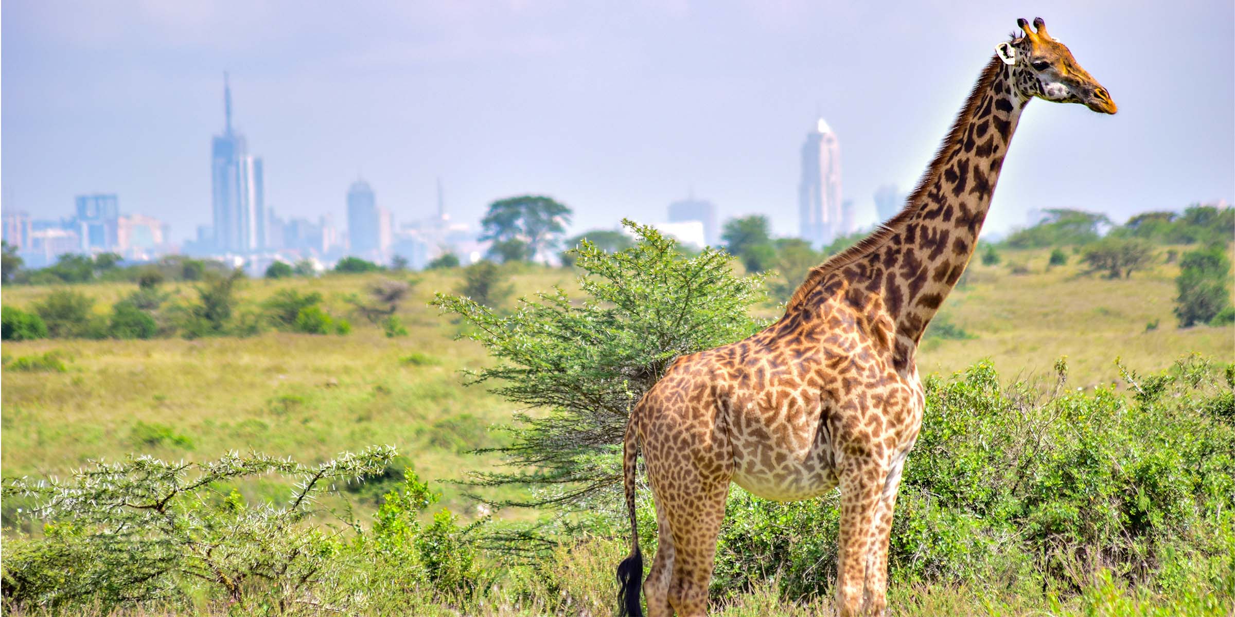 Nairobi4